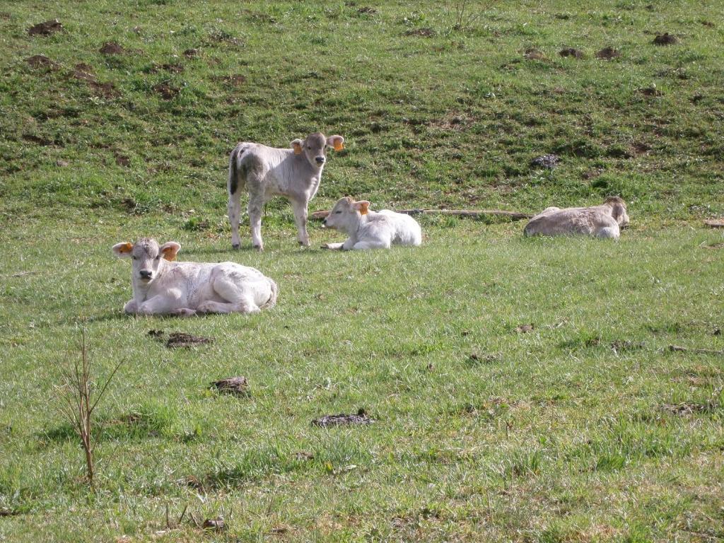 Turisme Rural Lo Palle De Cal Bosch Llagunes Екстер'єр фото